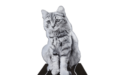 L’Hommage aux Passionnés : Personnaliser une Plaque Funéraire sur le Thème des Animaux