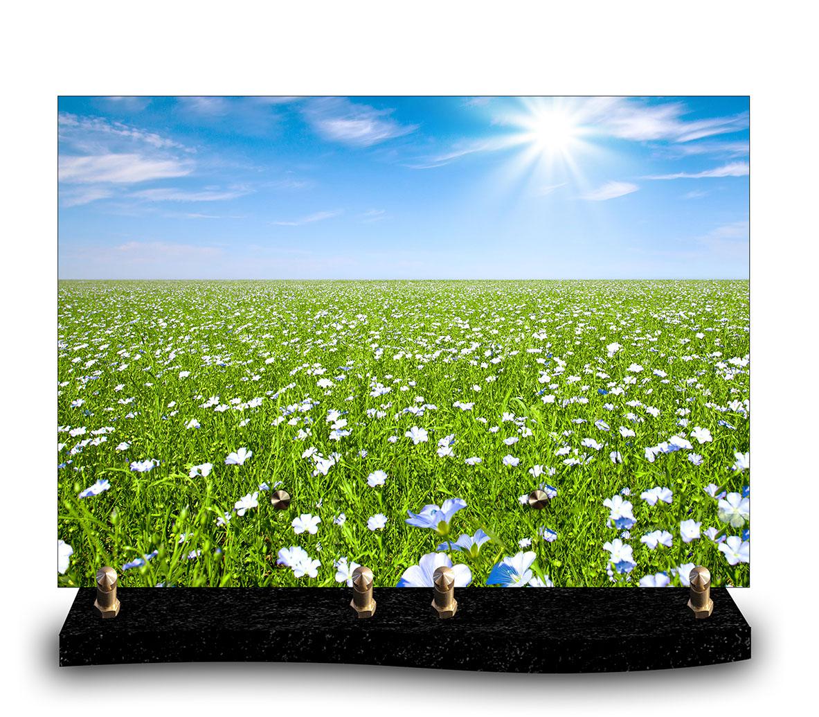 Plaque funéraire personnalisée avec photo d'un grand champ de fleurs blanches et bleues sous un ciel bleu et soleil intense. Hommage lumineux à l'amour de la nature et des champs de fleurs.