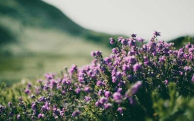 Plaques Funéraires Modernes : Les Dernières Innovations au Service de l&rsquo;Hommage