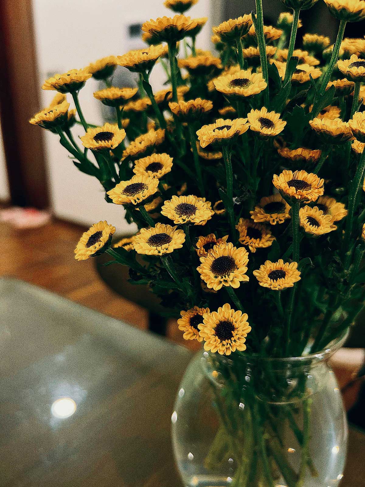 chrysanthème pomponette jaune