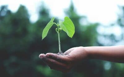 Un Dernier Geste de Respect : Pourquoi Choisir une Plaque Funéraire Écologique ?