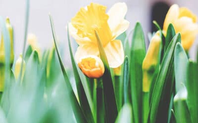 Plaque Funéraire : Les Options de Personnalisation pour Pâques