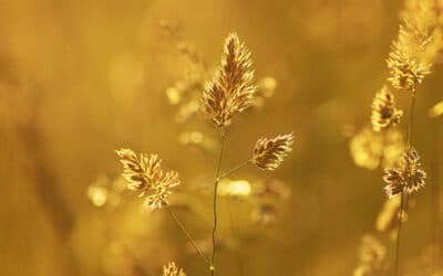 Protéger le Souvenir : Comment Entretenir une Plaque Funéraire Pendant les Fortes Chaleurs ?